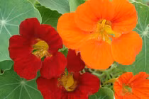 Trồng hoa này trong nhà vừa làm cây cảnh cả đời lại không lo muỗi