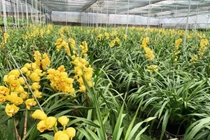 Người trồng như ngồi trên lửa khi địa lan đua nở trước Tết