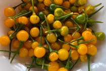 Bất ngờ loại ớt đắt nhất thế giới giá nửa tỷ một kg