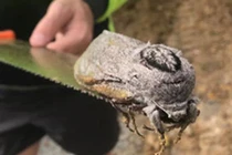 Loài bướm đêm khổng lồ này nặng tới mức không thể tự bay