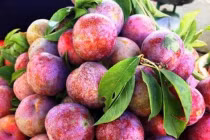 Bật mí cách chọn mận giòn ngọt, không sợ tẩm chất bảo quản