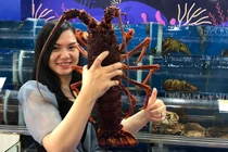 Tôm hùm nhập khẩu có giá 10 triệu đồng một con