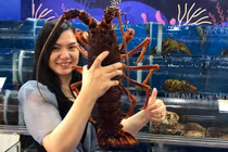 Tôm hùm nhập khẩu có giá 10 triệu đồng một con