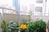 Ban công nhỏ trên tầng 15 vẫn trồng đủ loại rau quả sạch