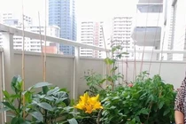Ban công nhỏ trên tầng 15 vẫn trồng đủ loại rau quả sạch