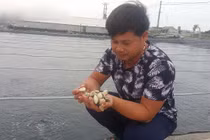 Nghề lạ ở Ninh Bình: Cân cát lấy tiền thu, triệu đồng