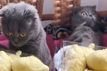 Video: Bất ngờ phản ứng của chó, mèo khi ngửi mùi sầu riêng