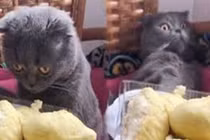 Video: Bất ngờ phản ứng của chó, mèo khi ngửi mùi sầu riêng