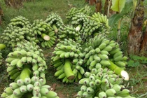 Bỏ 25 triệu đồng mua cả vườn chuối, tiểu thương thắng đậm