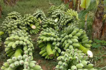 Bỏ 25 triệu đồng mua cả vườn chuối, tiểu thương thắng đậm