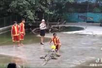 Video: Không sợ cá sấu nguy hiểm chỉ sợ đồng đội "ăn hại"