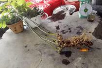 Đi bẫy thú đào được củ sâm 70 tuổi, giá 400 triệu chưa bán