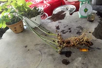 Đi bẫy thú đào được củ sâm 70 tuổi, giá 400 triệu chưa bán