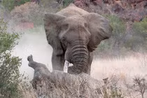 Kinh hoàng cảnh voi “điên” húc chết tê giác 