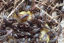 Loài nhìn ghê sợ nhưng là đặc sản hiếm có khó tìm ở Việt Nam