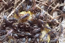 Loài nhìn ghê sợ nhưng là đặc sản hiếm có khó tìm ở Việt Nam