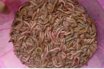 Chị em rủ nhau đi ăn đặc sản làm từ "rồng đất"