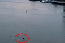 Video: Nam thanh niên để lại xe máy nhảy cầu tự tử