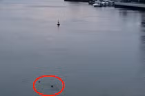 Video: Nam thanh niên để lại xe máy nhảy cầu tự tử