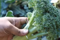 Chọn súp lơ nên lấy loại bông dày hay thưa là chuẩn ngon nhất?