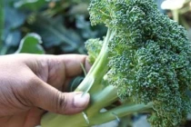 Chọn súp lơ nên lấy loại bông dày hay thưa là chuẩn ngon nhất?