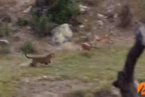 Video báo hoa mai nhảy như vận động viên để săn linh dương