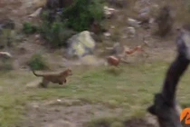 Video báo hoa mai nhảy như vận động viên để săn linh dương