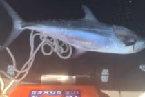 Đi câu cá cùng chồng, người phụ nữ bị con mồi dài 1m phi lên cắt đứt cổ