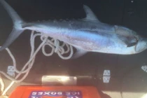 Đi câu cá cùng chồng, người phụ nữ bị con mồi dài 1m phi lên cắt đứt cổ