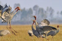 Video: Về Đồng Tháp, ngắm loài sếu đầu đỏ vườn quốc gia Tràm Chim