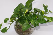 Nếu gia đình chưa có cây này hãy trồng ngay