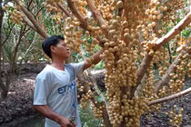 Ghé thăm vườn dâu lãi nửa tỷ đồng ở Hậu Giang