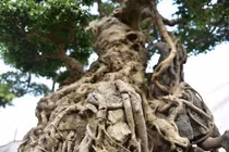 "Độc Long Kim Cương" có giá lên đến 1 triệu USD