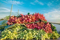 Kỷ lục triệu bông hoa sen của anh nông dân Hà Nội