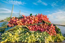 Kỷ lục triệu bông hoa sen của anh nông dân Hà Nội