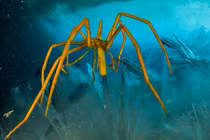 Kinh ngạc với cách nhện biển bơm máu, oxy nuôi cơ thể