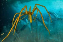 Kinh ngạc với cách nhện biển bơm máu, oxy nuôi cơ thể