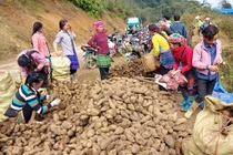 Trồng cây hoàng sin cô dân bán thu chục tỷ đồng