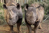 Buổi "xem mắt" thảm họa khiến tê giác cái bỏ mạng