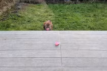 Chú mèo đáng yêu mỗi ngày đều bí mật tặng hoa cho hàng xóm