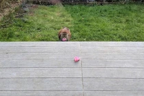 Chú mèo đáng yêu mỗi ngày đều bí mật tặng hoa cho hàng xóm