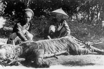 Huyền thoại cọp dữ U Minh: Dưới sông sấu lội - trên rừng cọp đua