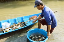 Video: Bắt chục loài 'cá trời cho' trong vuông tôm nhờ loại cây kỳ lạ