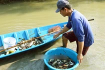 Video: Bắt chục loài 'cá trời cho' trong vuông tôm nhờ loại cây kỳ lạ