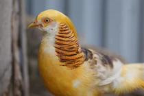 Video: Kinh doanh chim, gà quý giá chục triệu đồng/con