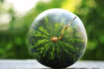 Thấy dưa hấu có đặc điểm này thì xuống tiền mua ngay đảm bảo ngon