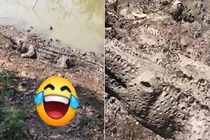 Co giò chạy khi nhìn thấy cá sấu tắm bùn và cái kết ‘đau ruột‘