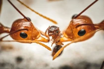 Chiêm ngưỡng loạt ảnh động vật ấn tượng của năm 2020