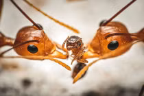 Chiêm ngưỡng loạt ảnh động vật ấn tượng của năm 2020