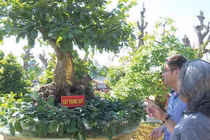 Ngắm cây mai vàng 100 tuổi dát 9 chỉ vàng SJC 9999